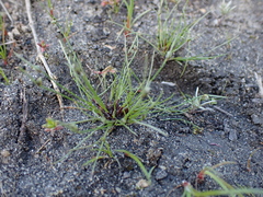 Isolepis setacea