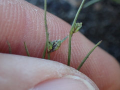 Isolepis setacea