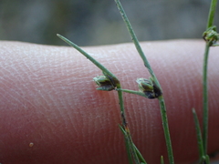 Isolepis setacea