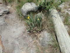 Hypoxis rigidula