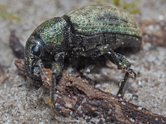 Barynotus obscurus