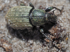 Barynotus obscurus