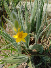 Hypoxis rigidula