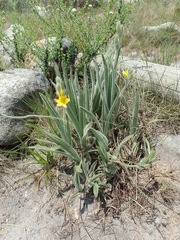 Hypoxis rigidula