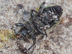 Barynotus obscurus