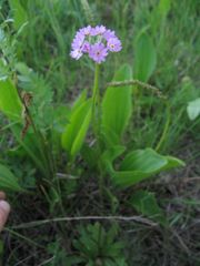 Primula longiscapa