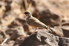 Spizocorys personata