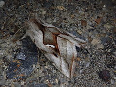 Macdunnoughia purissima