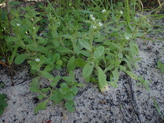 Cerastium capense