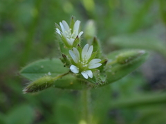 Cerastium capense