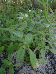 Cerastium capense