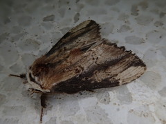 Hexafrenum leucodera