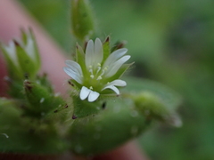 Cerastium capense