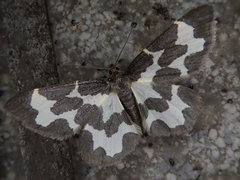 Lomaspilis opis