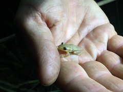 Scinax squalirostris