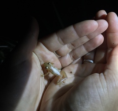 Scinax squalirostris