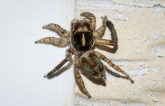 Maratus leo