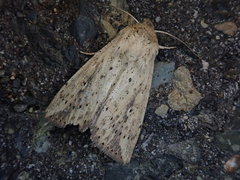 Mythimna flavostigma