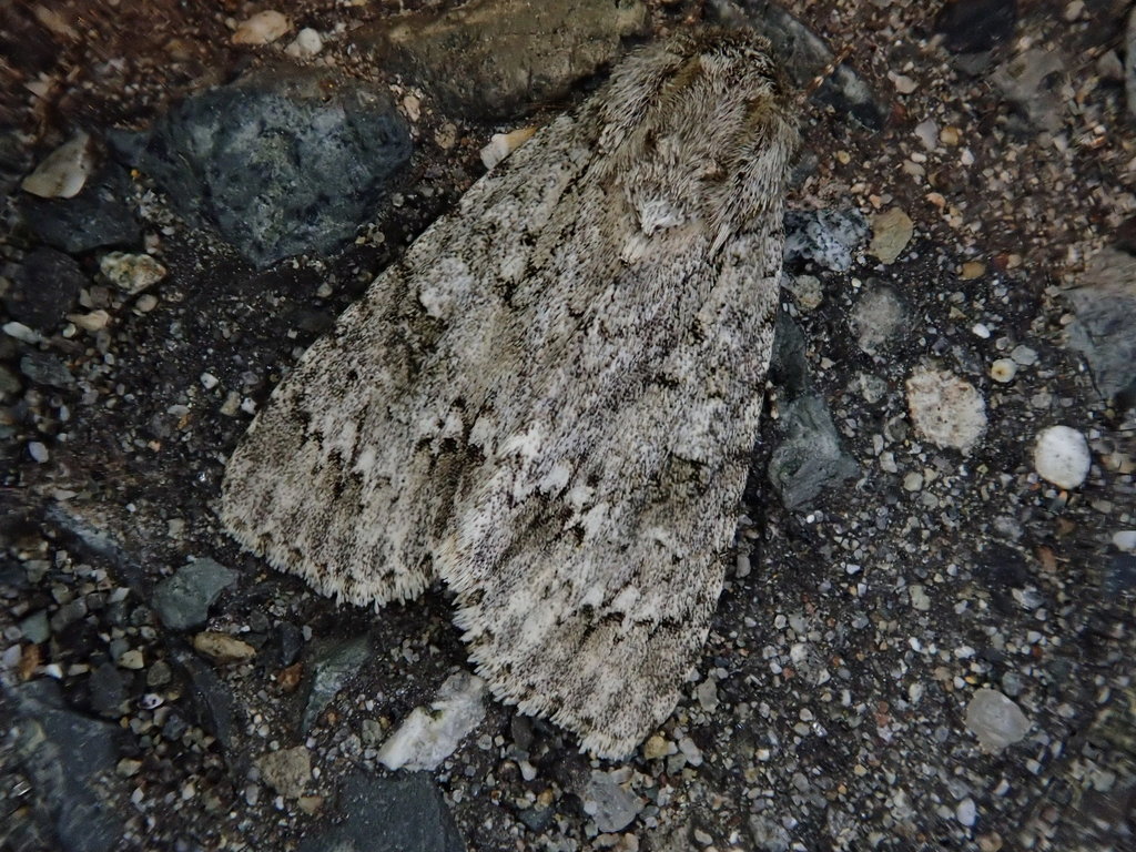 Acronicta tegminalis