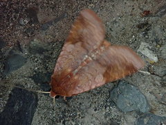 Diarsia pacifica