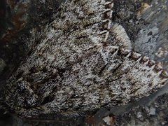 Pheosiopsis olivacea