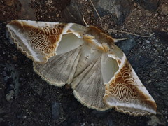 Habrosyne pyritoides