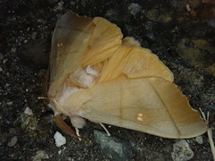 Euhampsonia cristata