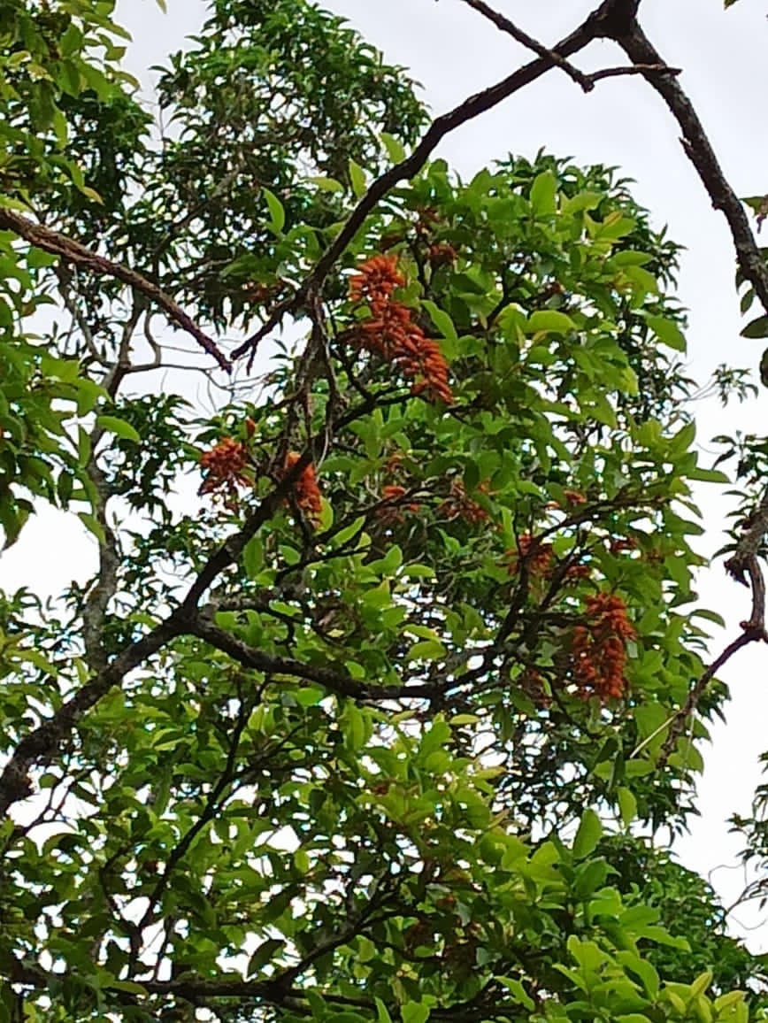 Erythrina falcata