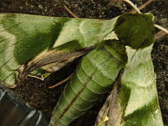 Callambulyx tatarinovii