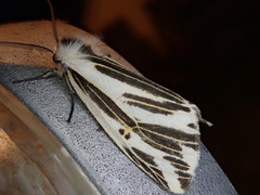 Eospilarctia lewisii