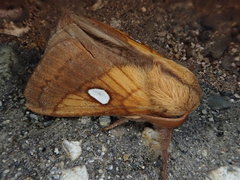 Somadasys brevivenis