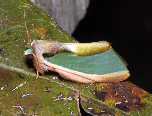 Mosera apollinairei