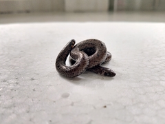 Cylindrophis opisthorhodus
