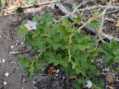 Solanum humile