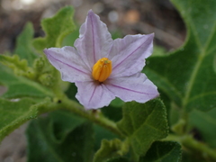 Solanum humile