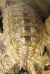 Porcellio monticola