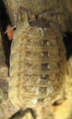 Porcellio monticola