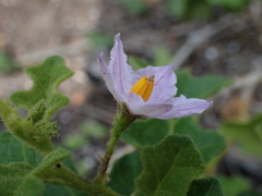 Solanum humile