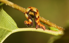Cyclophora albipunctata