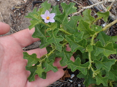 Solanum humile