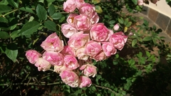 Rosa