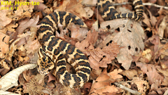 Gloydius intermedius