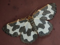 Lomaspilis opis