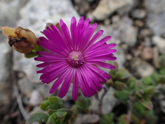 Ruschia cymbifolia