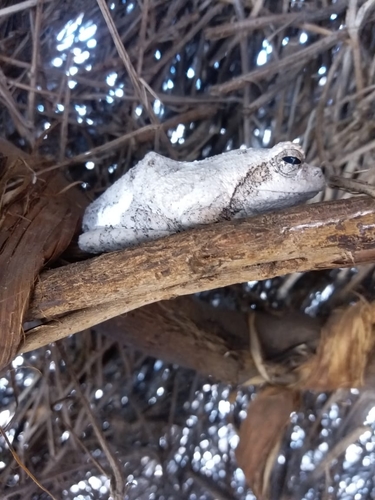 Keller's Foam-nest Frog, Chiromantis kelleri