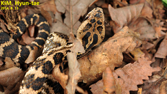 Gloydius intermedius