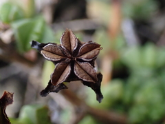 Ruschia cymbifolia