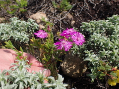 Drosanthemum intermedium