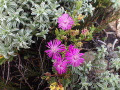 Drosanthemum intermedium