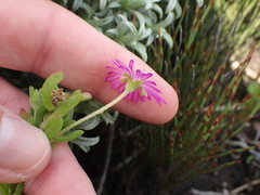 Drosanthemum intermedium